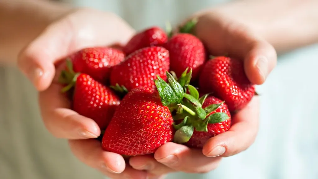 Mains qui tiennent des fraises fraîchement cueillies